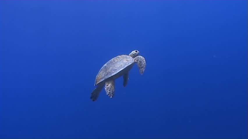 A Hawksbill turtle heading towards the surface. Red Sea.Shot in 16:9 anamorphic on 3CCD DVCAM