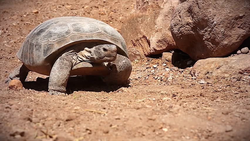 An endangered Bolson Tortoise in Arizona, USA.  The tortoise is unique among Pleistocene animals in that, unlike mammoths, sabre-toothed tigers and giant ground sloths, it is not extinct. 