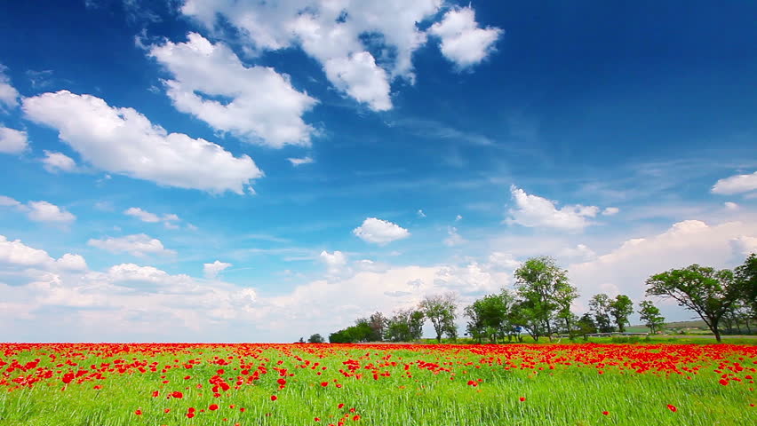 field of red poppies and cloudy sky