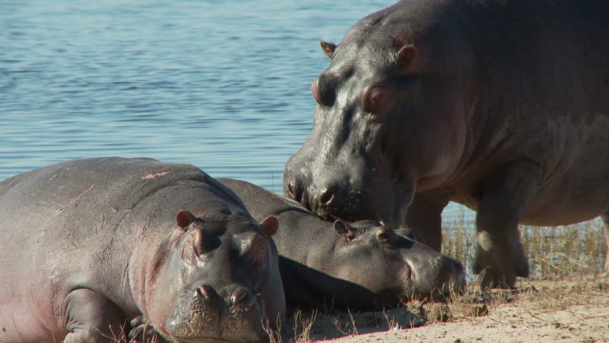 A female and her calf rest on the banks of the Chobe river. A bull hippo provides protection by giving an open mouth threat display