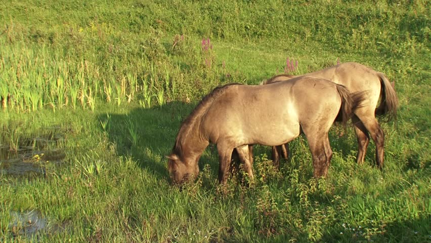 Konik stallions forage in wetland. The Konik is a small horse originating in Poland. Semi-wild herds of koniks can be seen today in many nature reserves