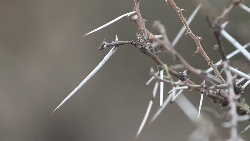 SOUTH AFRICA - CIRCA 2012 - Close up shot of thorns on a bush in savannah