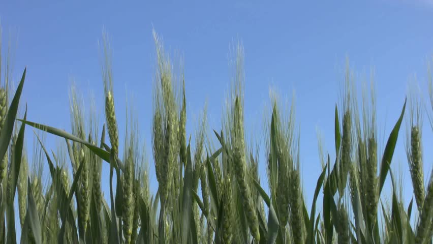 Wheat field