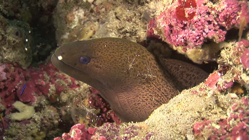moray eel cleaned by shrimps