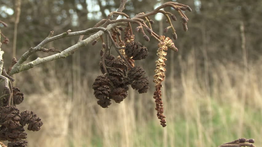 Closeup of male and female Alder catkins. HD.