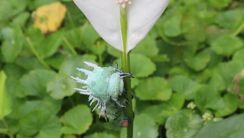 green caterpillar crawling on leaves