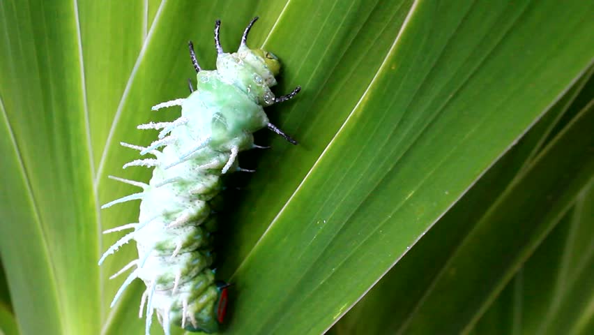 green caterpillar crawling on leaves