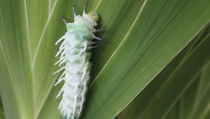 green caterpillar crawling on leaves