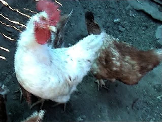 Crowed White Rooster with His Fowls