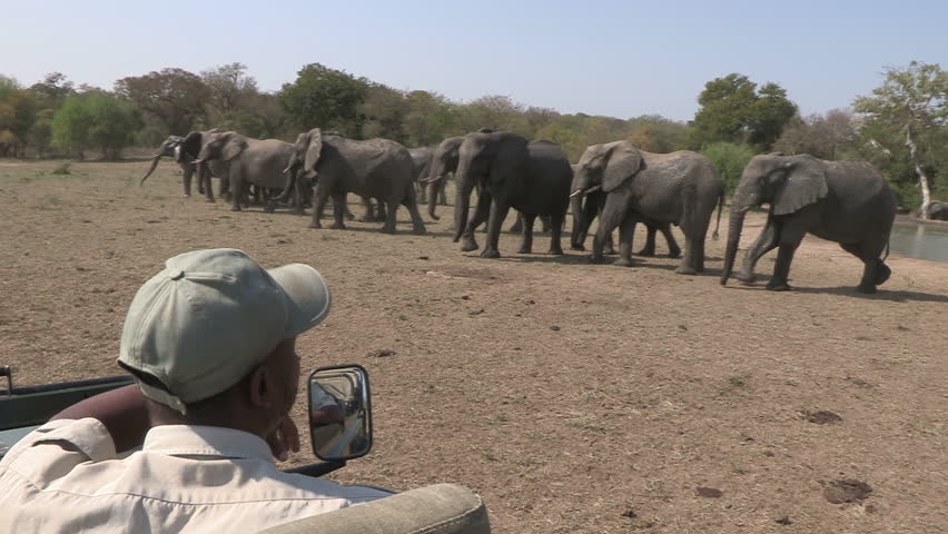elephants and ranger in safari vehicle