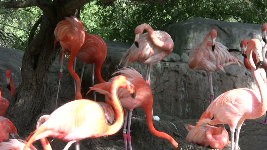 Video of Flamingos and their eggs in nests at Gladys Porter Zoo in Brownsville TX. protection. Wildlife and colorful birds. Don Despain of Rekindle Photo