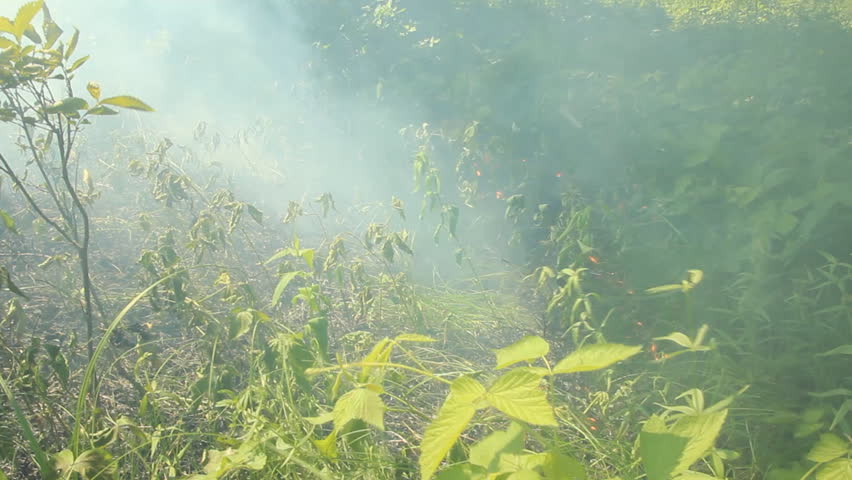 Fire in the forest  