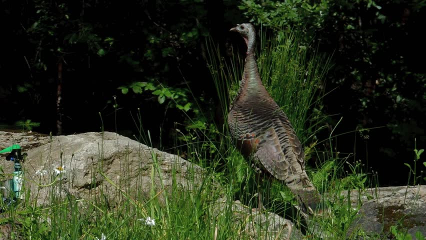 Wild hen turkey (Meleagris gallopavo) and brood of chicks forage around the grounds of a cabin in the Sierra foothills of Northern California.