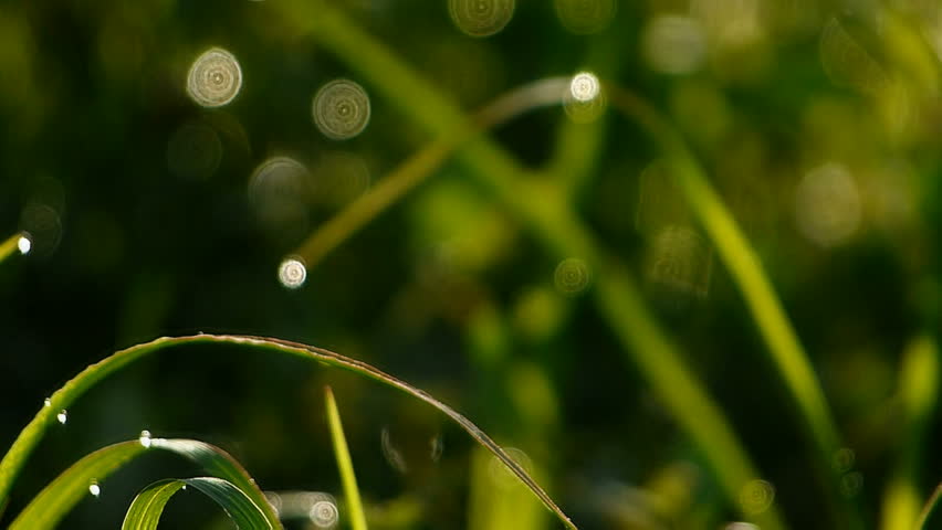 Grass and morning dew.