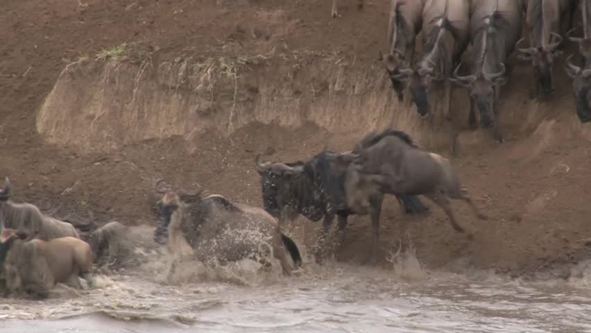Wildebeests crossing the Mara river