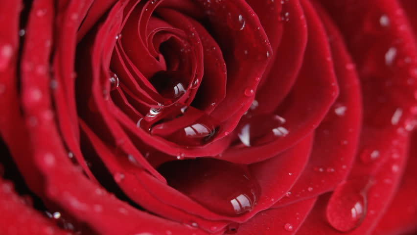 Water drop falling on rose