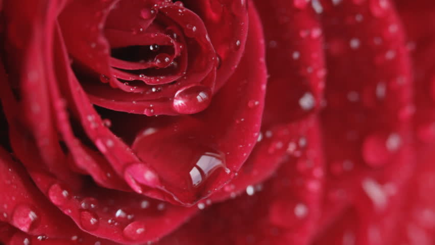 Water drop falling on rose