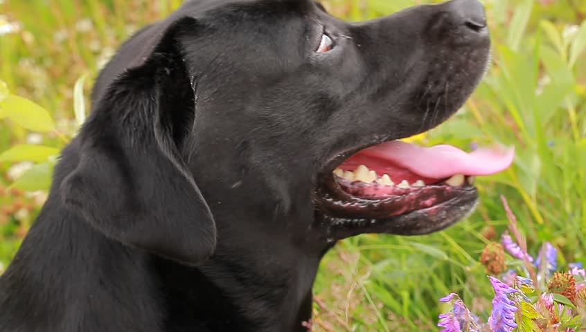 black labrador face with the tongue