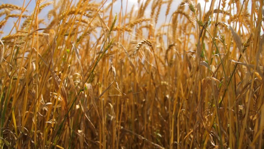 Sky Clouds Wheat Field Crane Shot Summer Fertile Background Concept HD