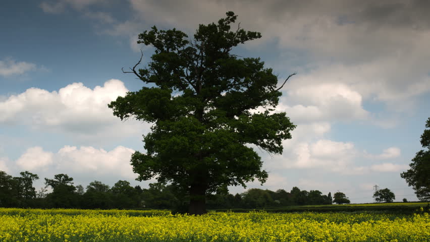 Timelapse of a beautiful tree in an english countryside meadow during summer.
