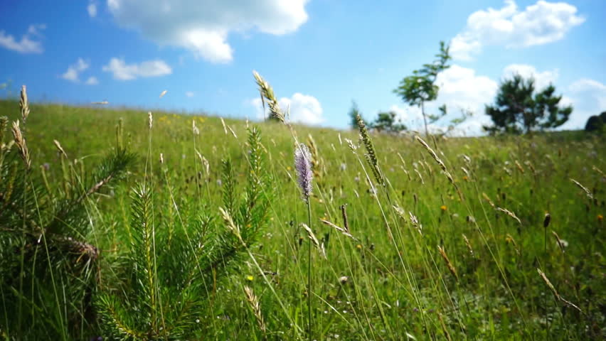 The tall grass swaying in the wind
