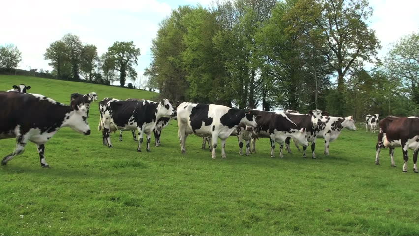 1920x1080 Cows interact in open pasture.