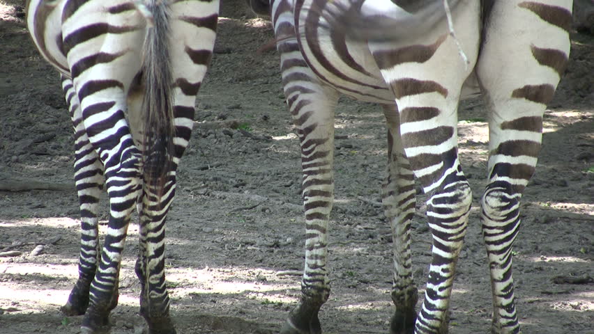 Video closeup of two tails of Zebras in the Gladys Porter Zoo sanctuary in Brownsville TX. Eating and swishing tails keep flies off. Comical view. Wildlife from Africa.  Don Despain of Rekindle Photo