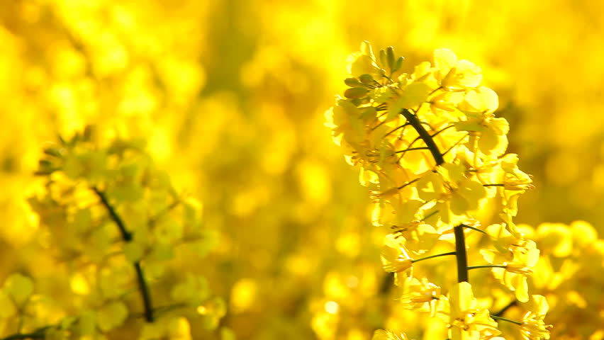Yellow field with oil seed rape in early spring