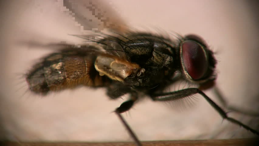 loopable side view of house fly cleaning itself shot in hi-def macro with amazing detail of head, abdomen, thorax, legs, wings, and hairs
