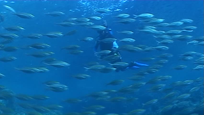 sea life