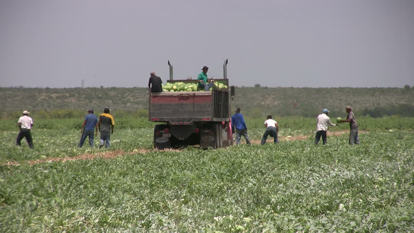 Video closer of migrant workers from Mexico harvesting watermelon. Truck away. South Texas farm. Row of labor throwing watermelons into worker in back of truck. 