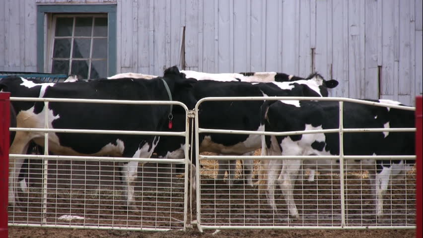 A bunch of cows in a pen, with one cow who jumps through the scene.