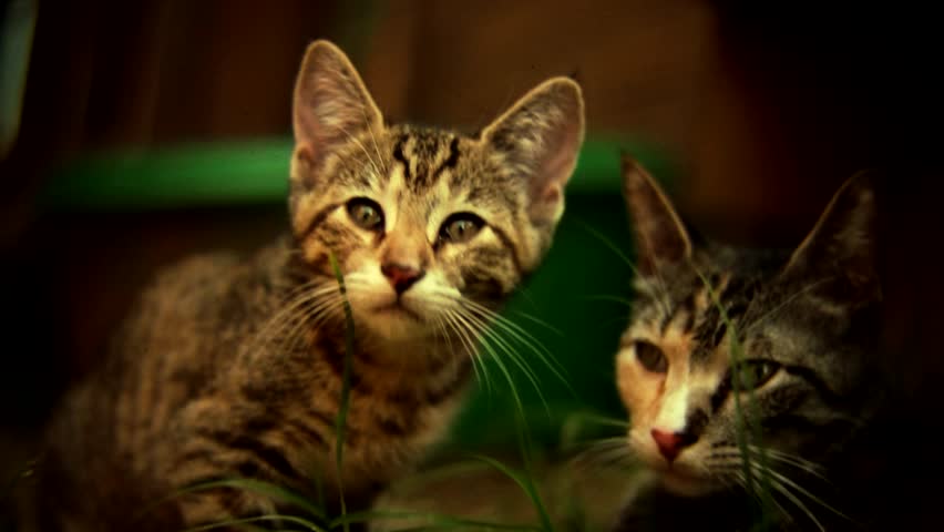 Kitten and it's Mother