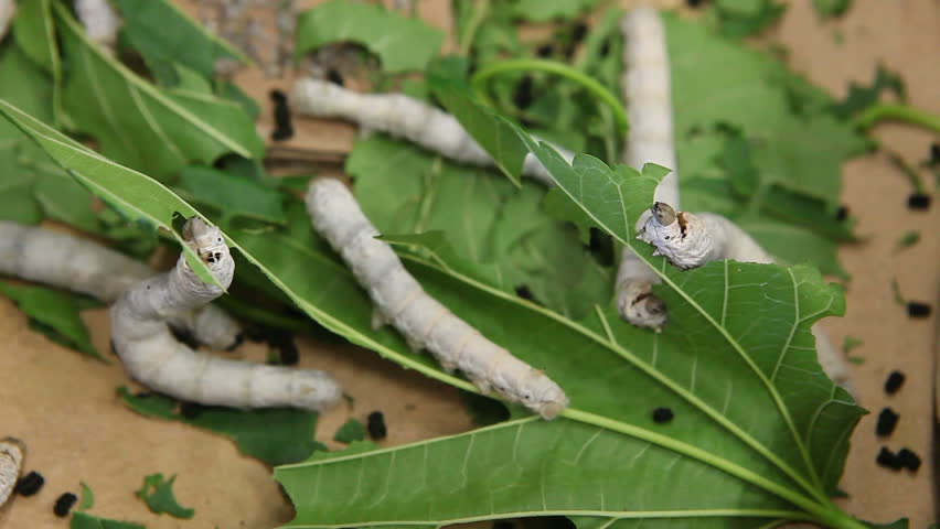 Silkworms Nibbling on Mulberry Leaves