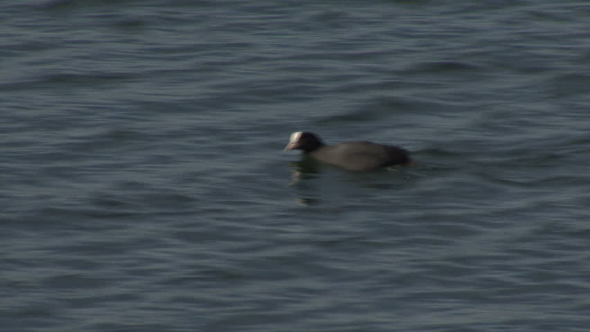 Pan to follow a Coot swimming across a lake. HD.