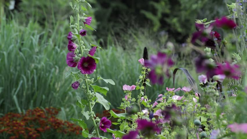 Header of Alcea Rosea