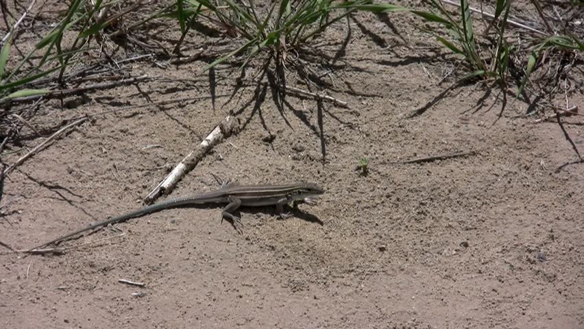 A blue-tailed skink lizard moving on the desert sand in the American Southwest, HD.
