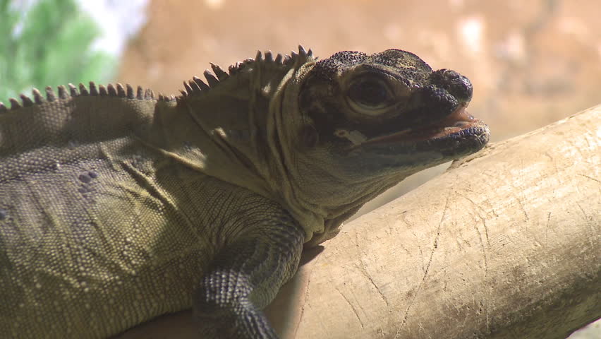 Lazy iguana on branch