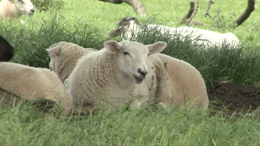 A lamb chews the cud and regurgitates a new bolus to chew. HD.