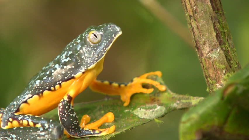 Amazon leaf frog (Cruziohyla craspedopus) climbing up a branch