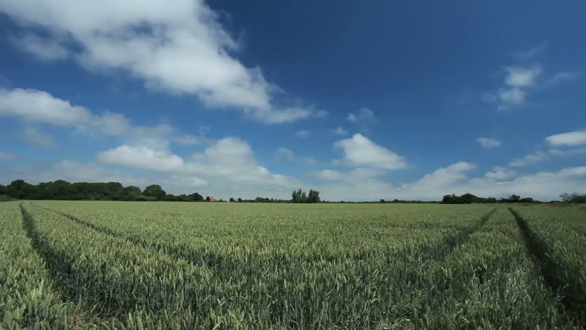 Timelapse Clouds over Realtime green wheat field 