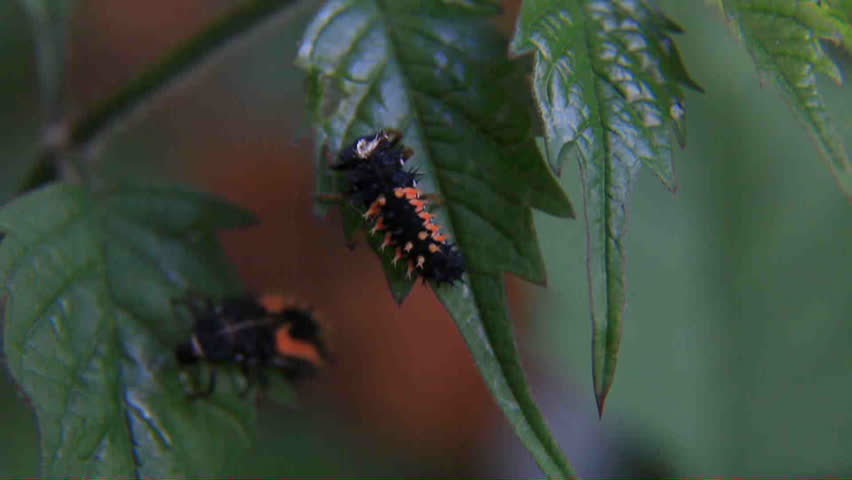 ladybug grub