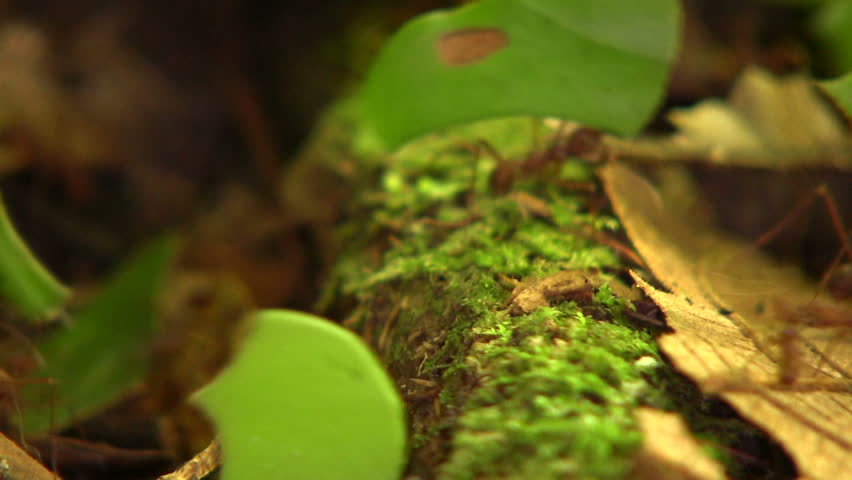 Trail of leaf cutter ants (Atta sp.) on the rainforest floor