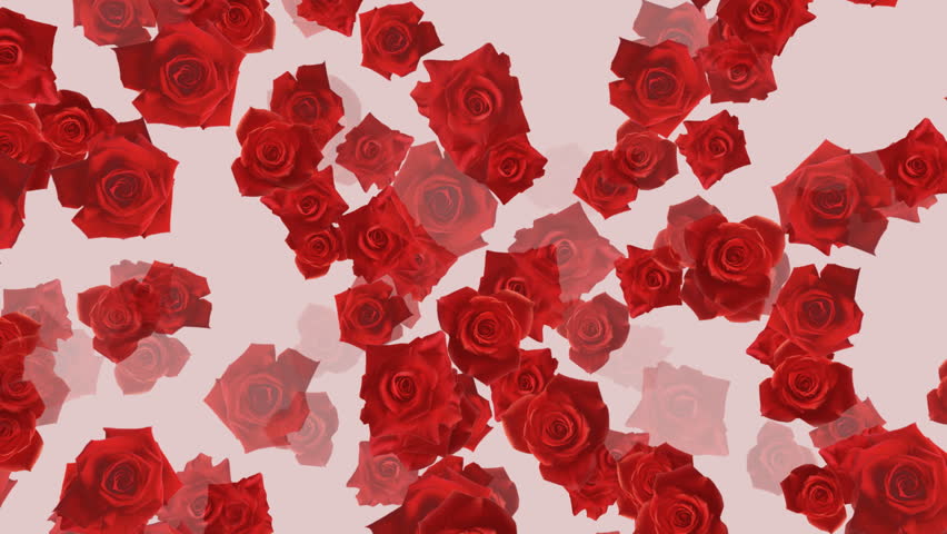 Rose flower backgrounds