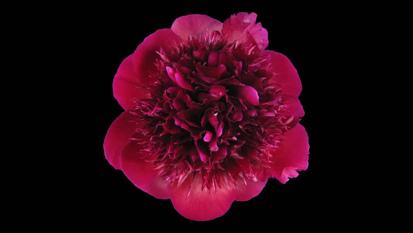 Time-lapse of dying red peony 3 isolated on black top 