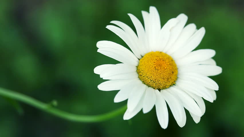 Daisy macro in HD