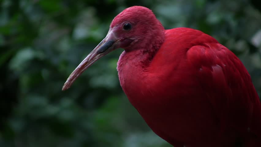 Scarlet Ibis (Eudocimus ruber) on blurred background; Iguacu, Brazil (HDV 1080i50 native, Can. HV30).