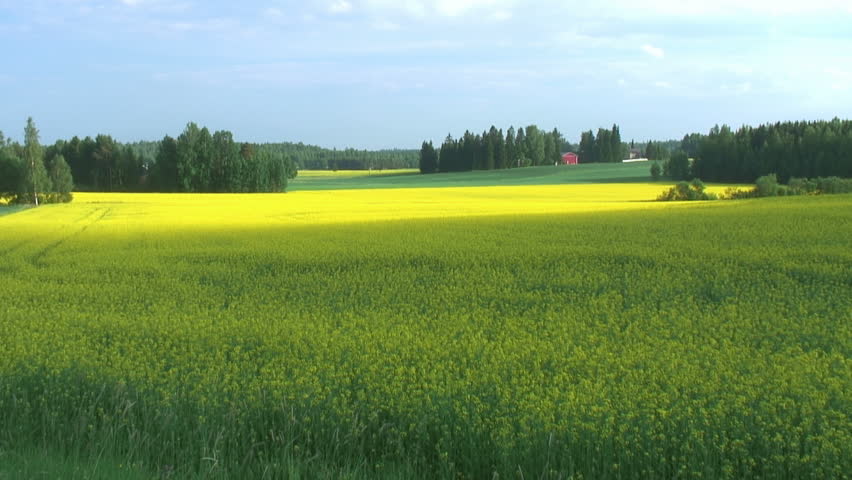 Rapeseed field (timelapse)