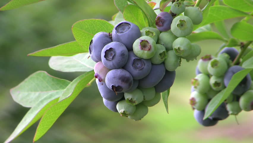 A bunch of blueberries wave gently on the branch of the bush