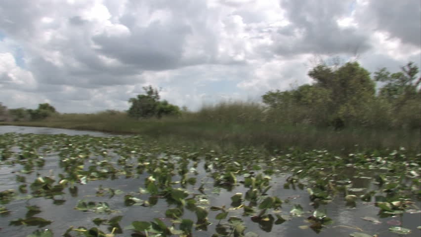 Everglades filmed from an air boat